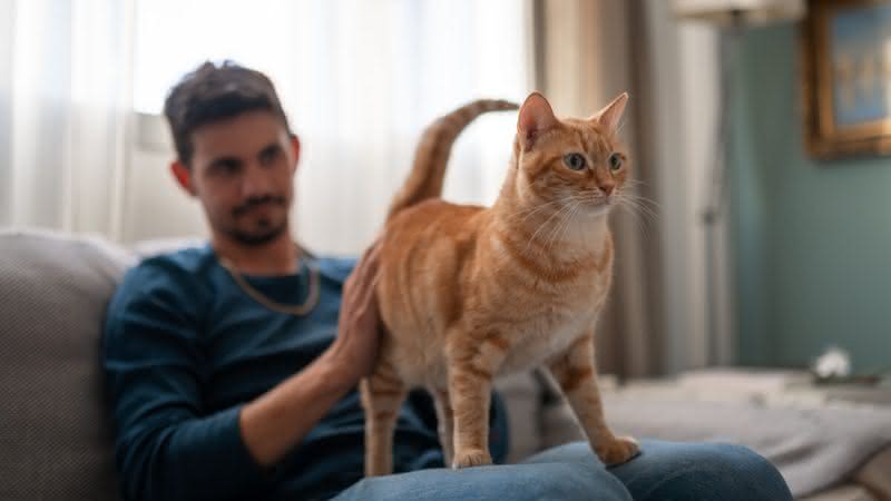 Adotar gatos mais velhos pode ter diversas vantagens (Imagem: Magui RF | Shutterstock)