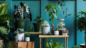 Plantas e flores trazem energia positiva para o lar (Imagem: Followtheflow | Shutterstock)