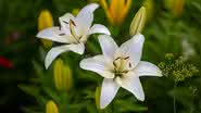 Flores típicas do outono exigem cuidados especiais (Imagem: Anton Nikitinskiy | Shutterstock)