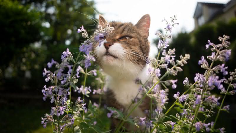 O catnip pode ser oferecido ao gato como recompensa (Imagem: Nils Jacobi | Shutterstock)