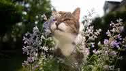 O catnip pode ser oferecido ao gato como recompensa (Imagem: Nils Jacobi | Shutterstock)