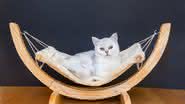 A cama ideal beneficia o sono do gato (Imagem: Ben Schonewille | ShutterStock)