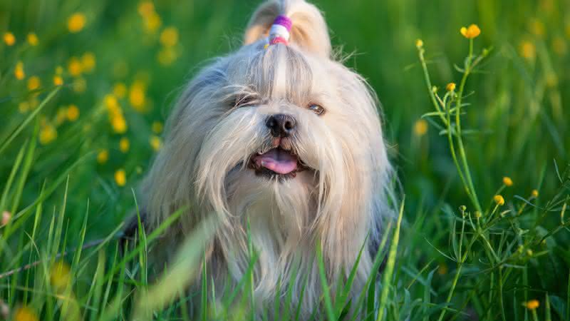 Shih-tzu é uma raça amigável (Imagem: chaoss | ShutterStock)