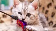 Brinquedos ajudam a manter os gatos felizes e saudáveis (Imagem: SunRay BRI Cattery RU | Shutterstock)