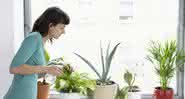 plantas - Shutterstock