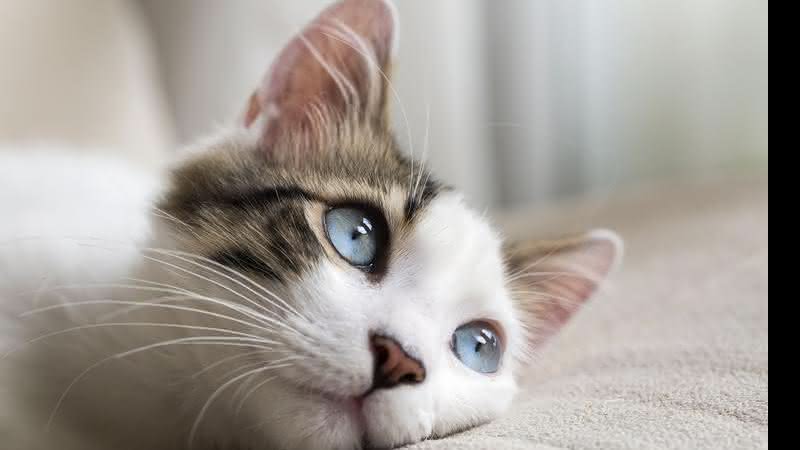 Gatos somente olham nos olhos de quem eles amam e confiam - Shutterstock