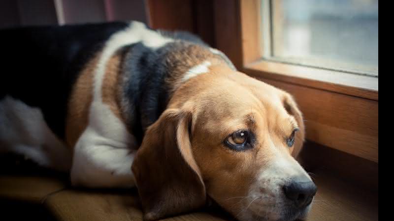 Cães que vivem exclusivamente dentro de casa, sem passeios ao ar livre ou outras atividades lúdicas podem ser mais propensos ao problema - Shutterstock