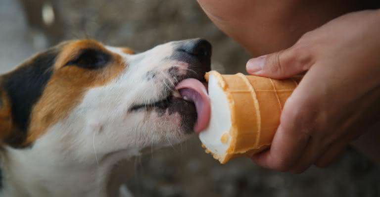 Sorvete bom pra cachorro - Shutterstock