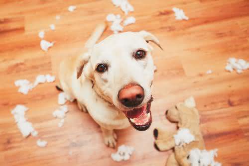 Lembre-se disso, para manter um cachorro focado e, entusiasmado com os exercícios, você deve balancear cada atividade controlada com muitas outras livres - Shutterstock