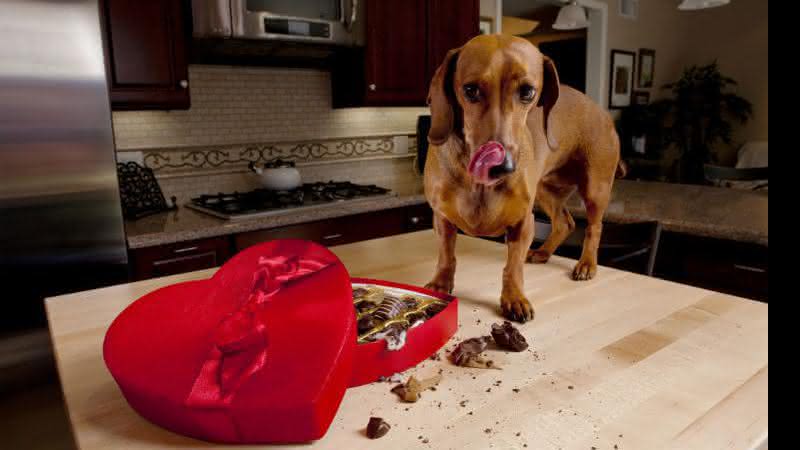 Algumas substâncias presentes no chocolate podem ser letais aos cães - Shutterstock