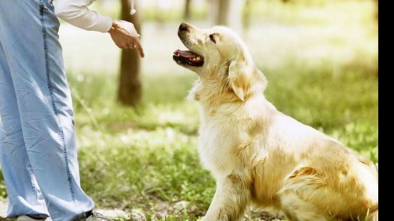 Com 30 minutos de dedicação diária é possível adestrar o seu cão em casa - Foto Shutterstock
