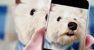 Dia de modelo: veja como conseguir bons registros dos pets - Shutterstock