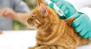 As vacinas são importantíssimas para manter o animal saudável durante o ano todo e principalmente contra doenças relacionadas à baixa temperatura - Shutterstock