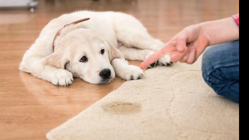 As manchas de xixi tem solução. Veja como preparar! - Shutterstock