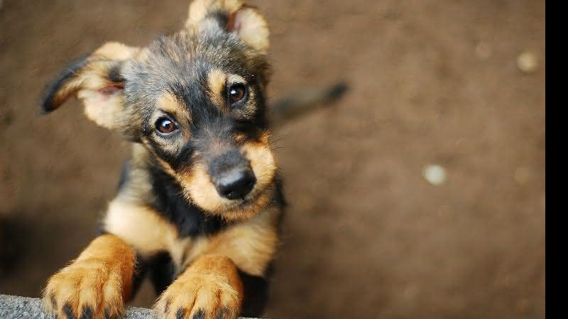 Ao adotar um bichinho, você assume um compromisso que dura longos anos. Está preparada? - Shutterstock