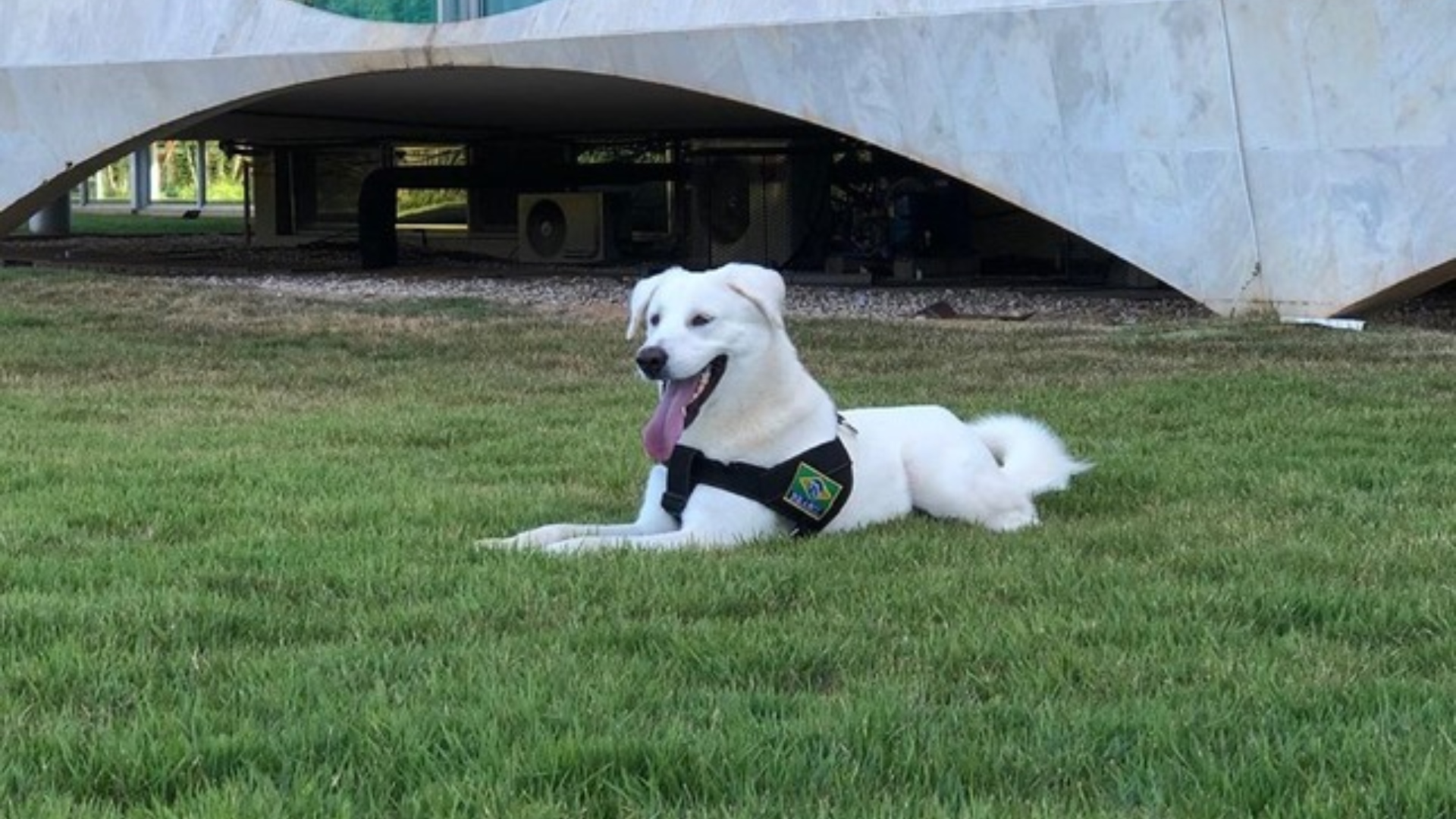 Internautas sobem hashtag ‘Bolsonaro Ladrão De Cachorro’ após polêmica com adoção de um cãozinho