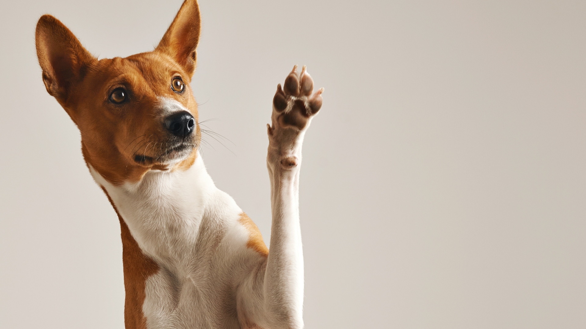 Ativistas denunciam assassinatos de cachorros no Catar