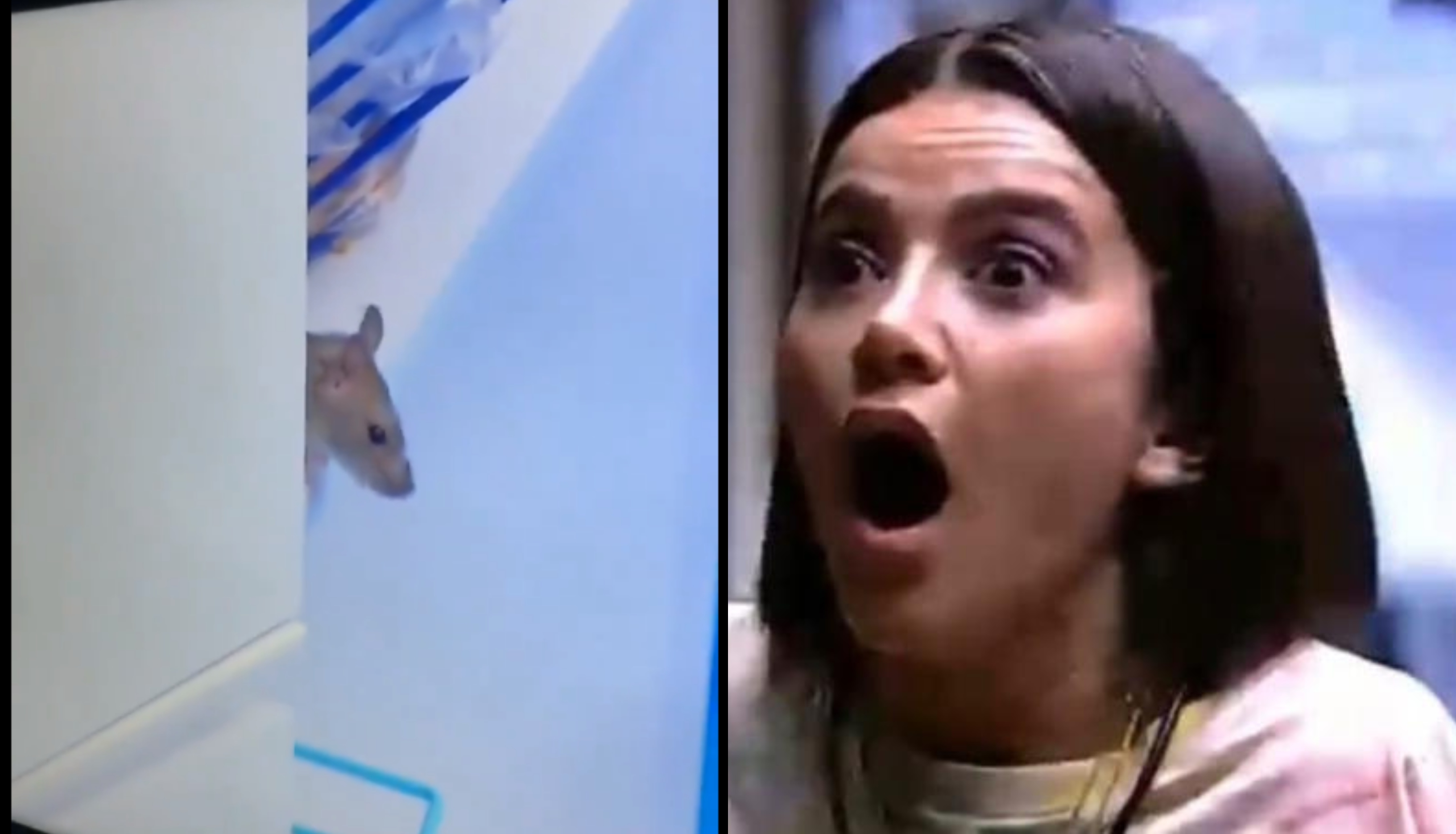 BBB20: Rato invade o programa, é apelidado de Genilson e vira meme na internet