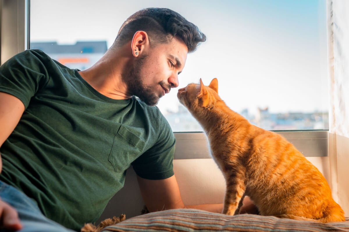 10 coisas que você precisa saber antes de adotar um gato