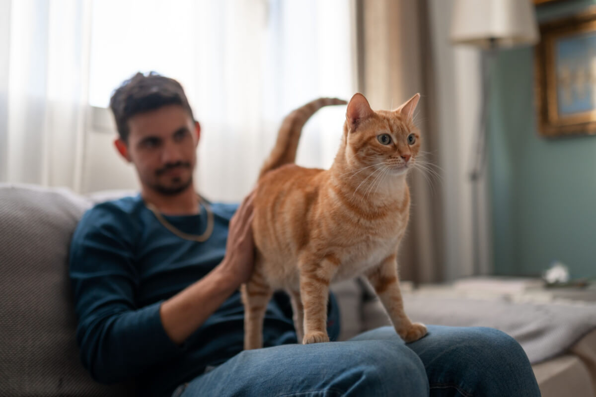 10 motivos para adotar um gato mais velho