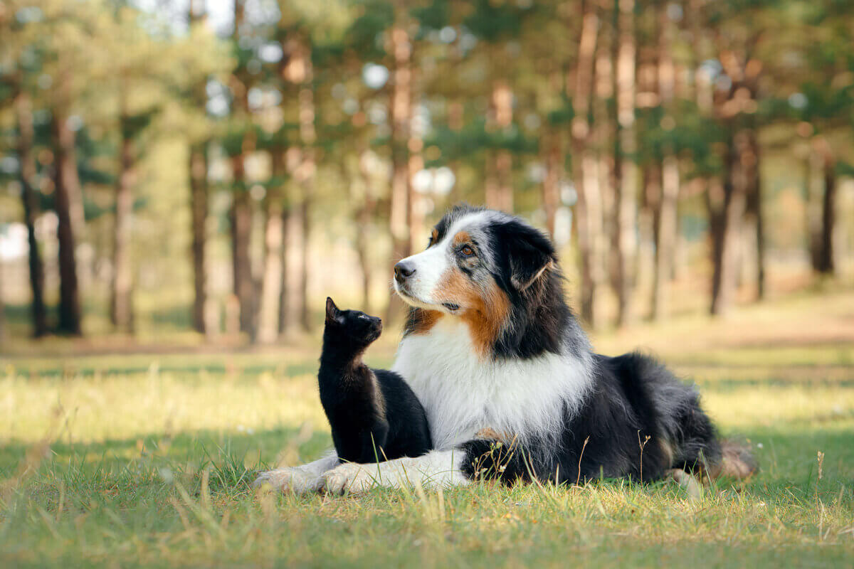 3 dúvidas sobre alimentação para cães e gatos