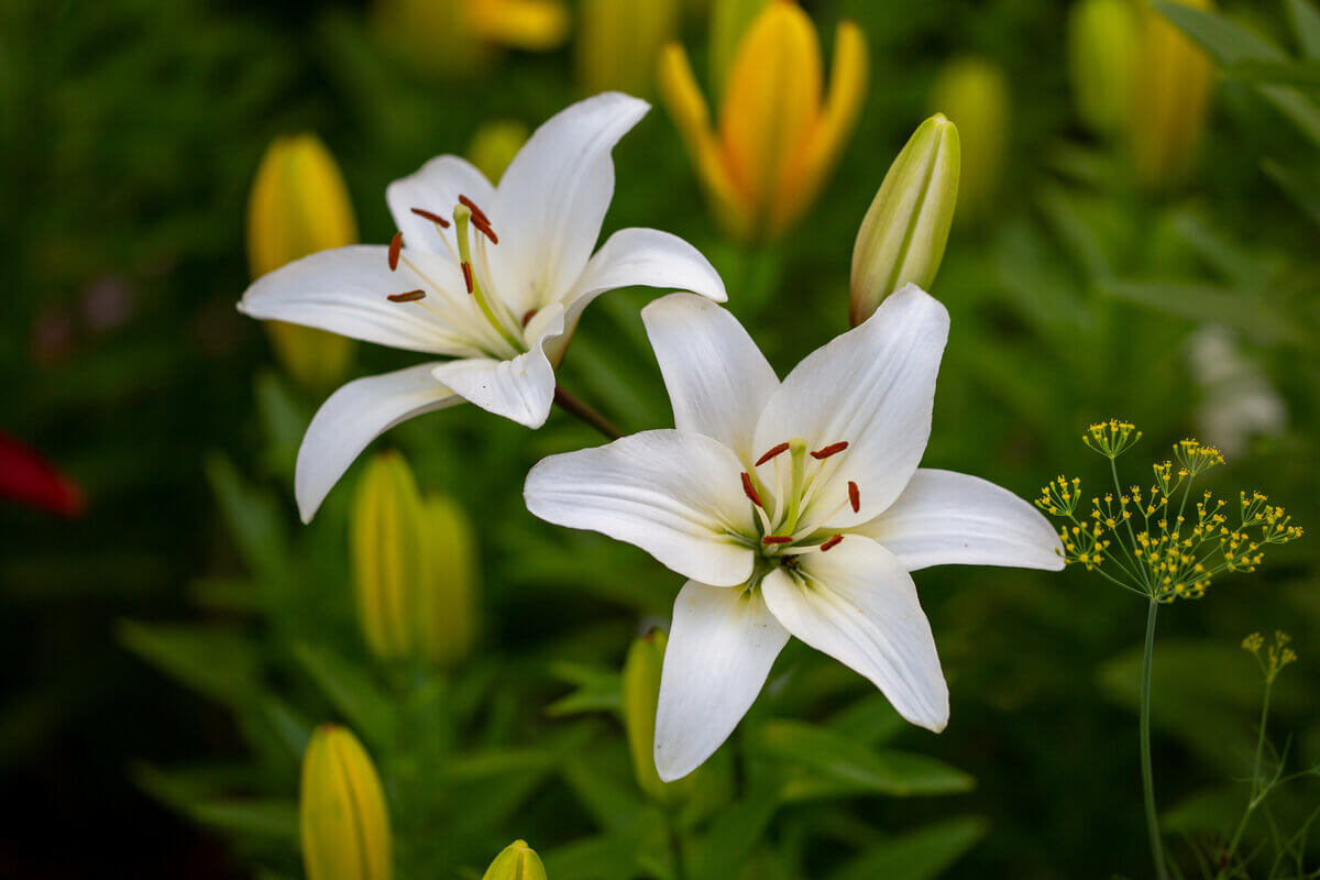 4 espécies de flores para cultivar no outono