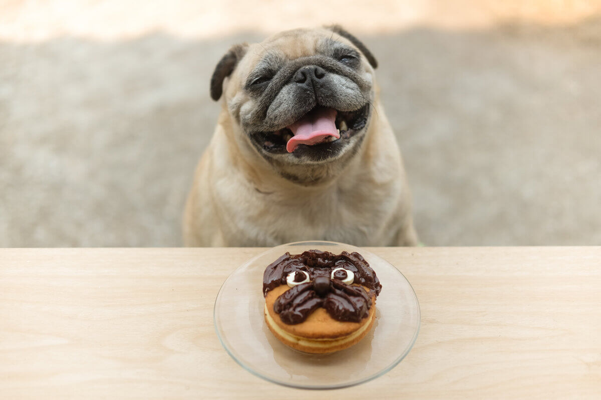 6 cuidados com a alimentação dos pets durante a Páscoa