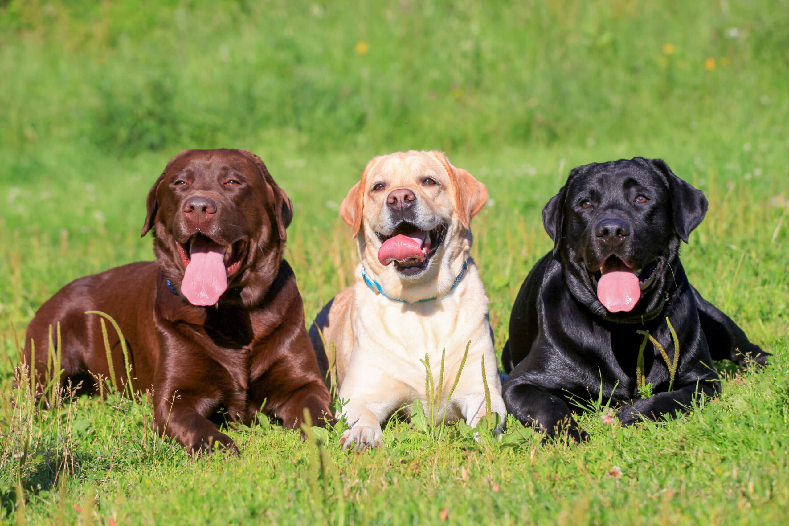 7 raças de cachorro de grande porte e como cuidar delas