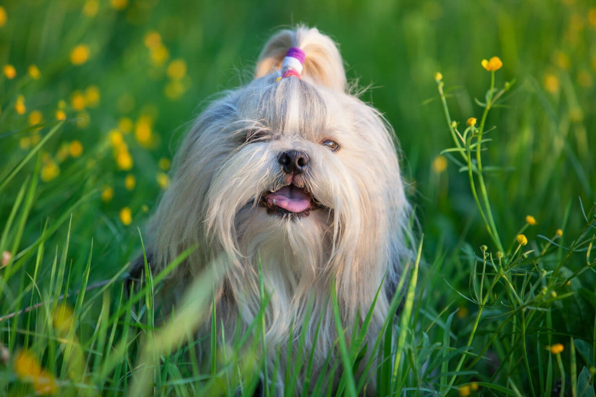 9 cuidados com cachorros da raça shih-tzu