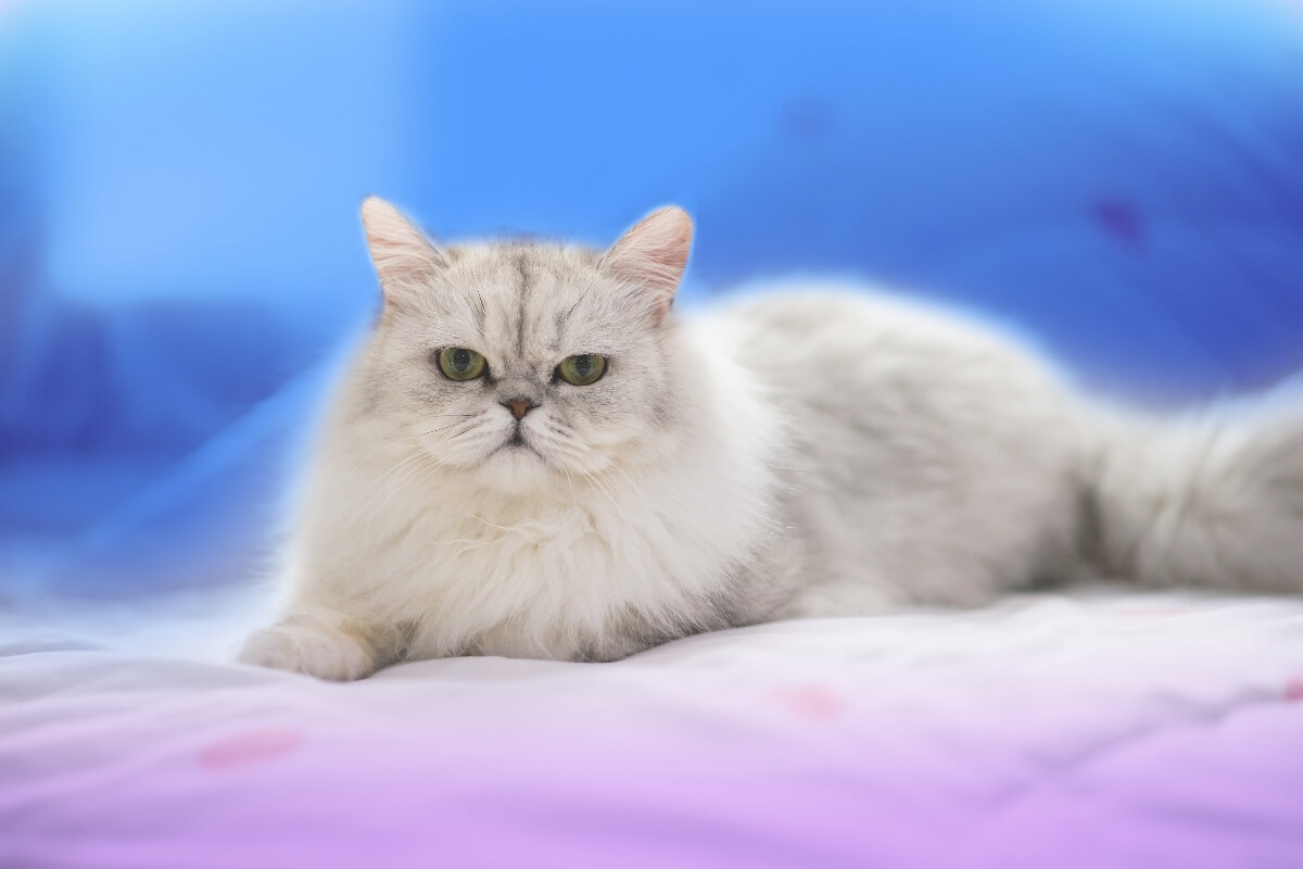 Características e curiosidades sobre os gatos persas