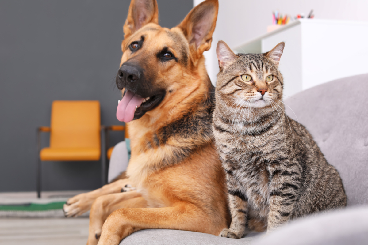Confira a importância da doação de sangue de cães e gatos