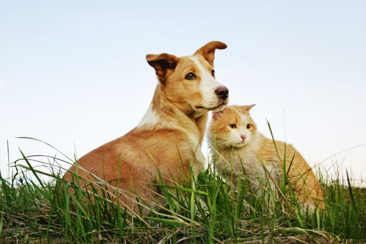 Entenda por que cães e gatos costumam comer grama