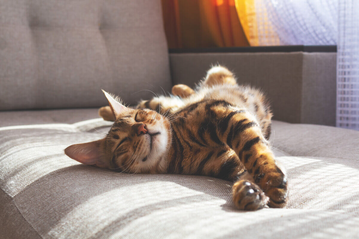 Entenda por que os gatos gostam de “amassar pãozinho”