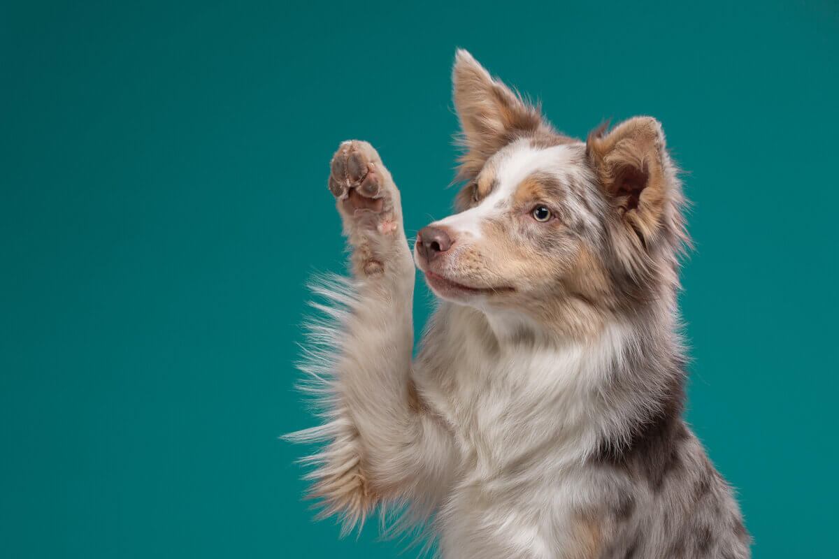 Saiba como escolher o nome para o seu cachorro