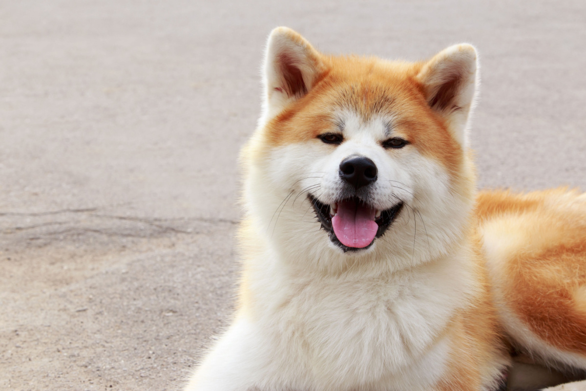 Veja o que torna o cachorro da raça akita tão especial