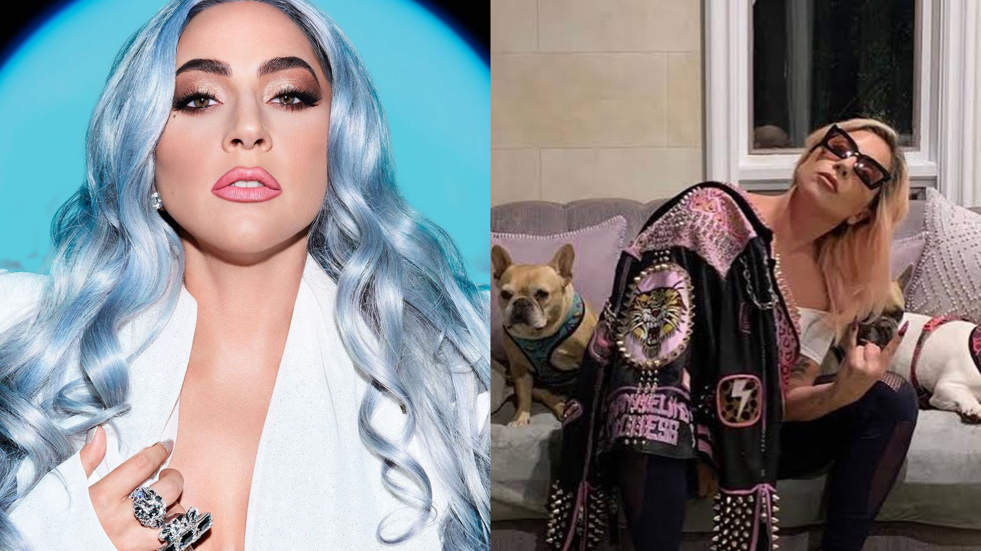 Cães da Lady Gaga são sequestrados e ‘dog walker’ leva quatro tiros; Cantora oferece recompensa de R$ 2,7 milhões
