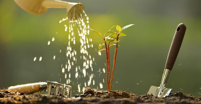 Dica rápida MÁXIMA: escolha regadores para molhar as plantas