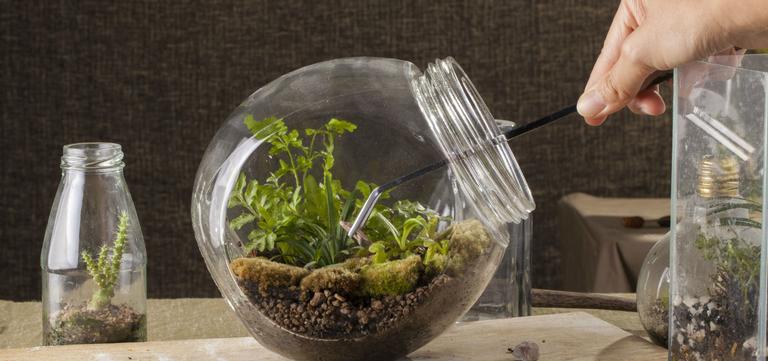 Aprenda a fazer um terrário para a sua casa