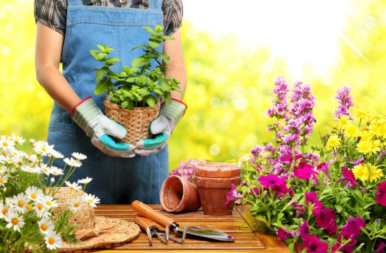 Seis dicas rápidas para cuidar do seu jardim