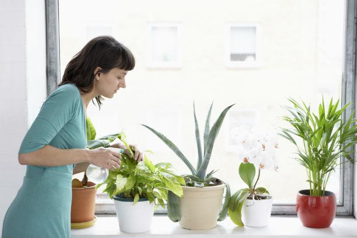 Escolha a planta ideal para cada cantinho