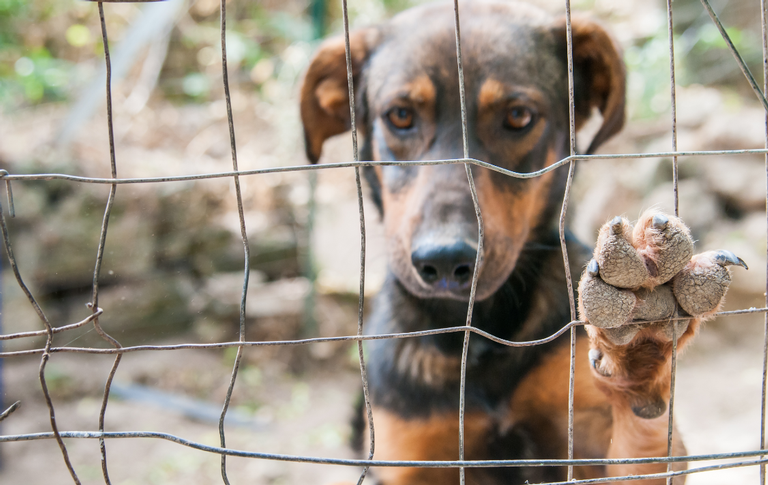 Como denunciar maus tratos contra animais
