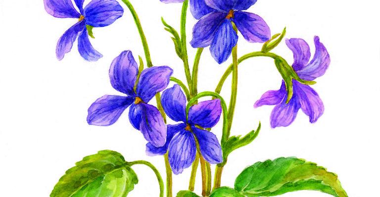 Veja o que fazer para recuperar as violetas que pararam de florescer