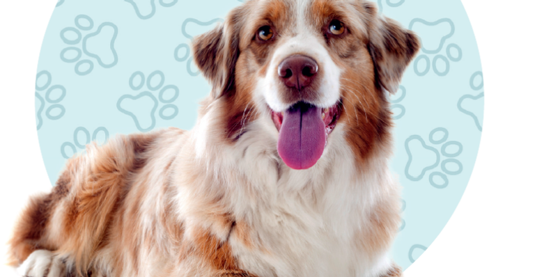 Veja algumas dicas para que o seu pet encare melhor a velhice