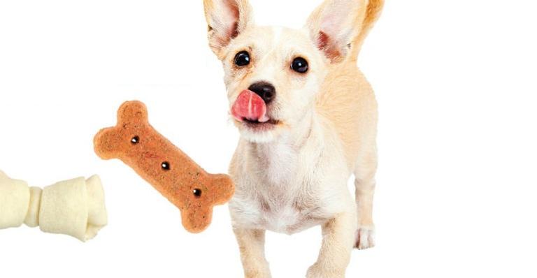 Confira um truque para acalmar os cães