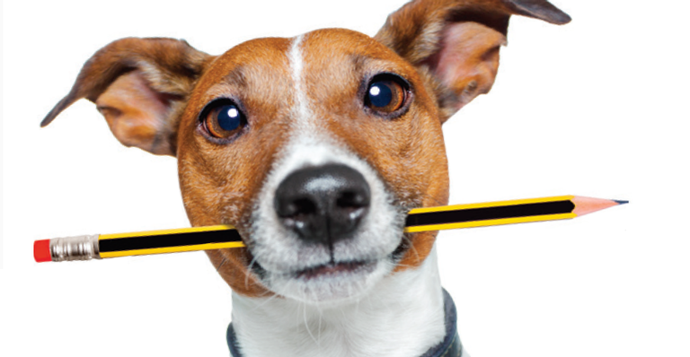 7 coisas que você precisa saber antes de adotar um cão