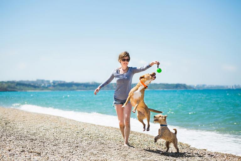 10 dicas para proteger o seu pet no verão