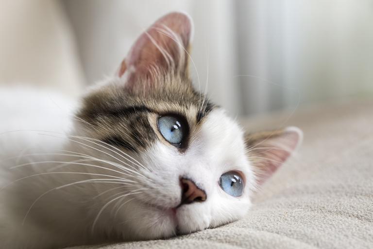 Interprete os sinais dos gatos