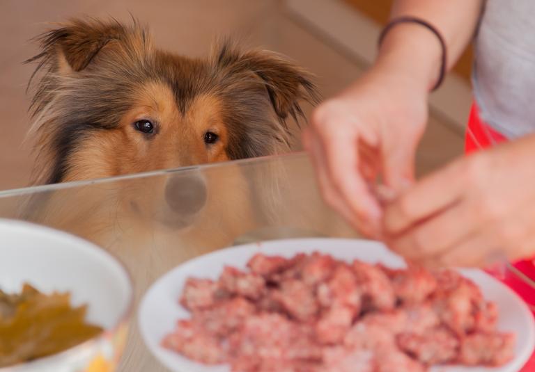 Reveja a alimentação do seu bichinho e saiba como protegê-lo