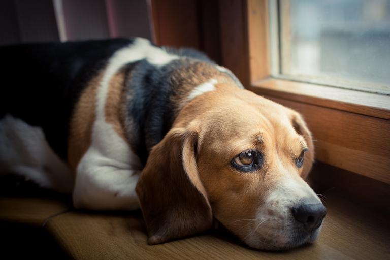 Cachorro também tem medo de ficar sozinho