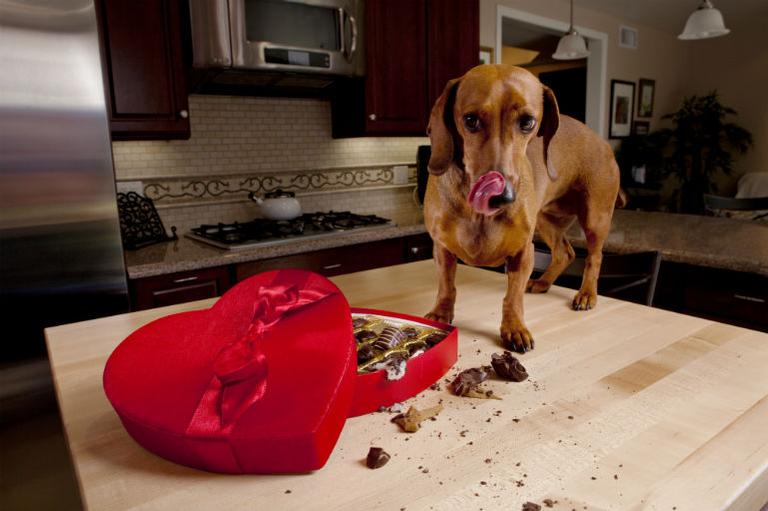 Alerta: mantenha seu cãozinho longe do chocolate!